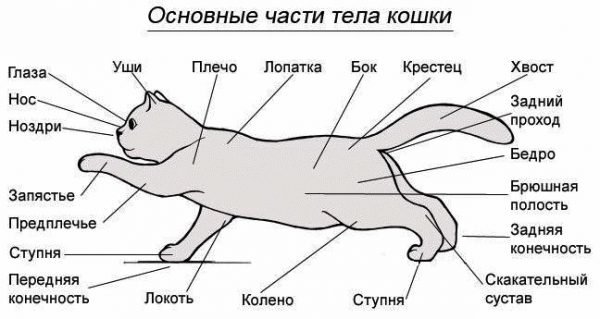 Схема частей тела кошки