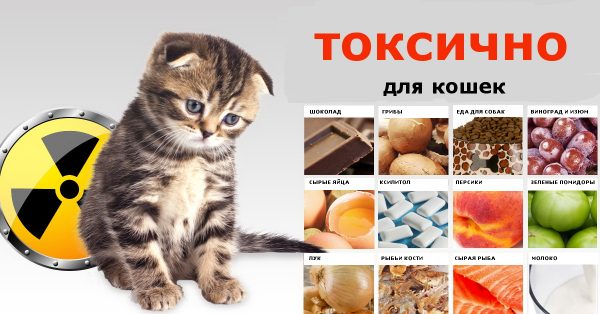 Опасная еда для кошек