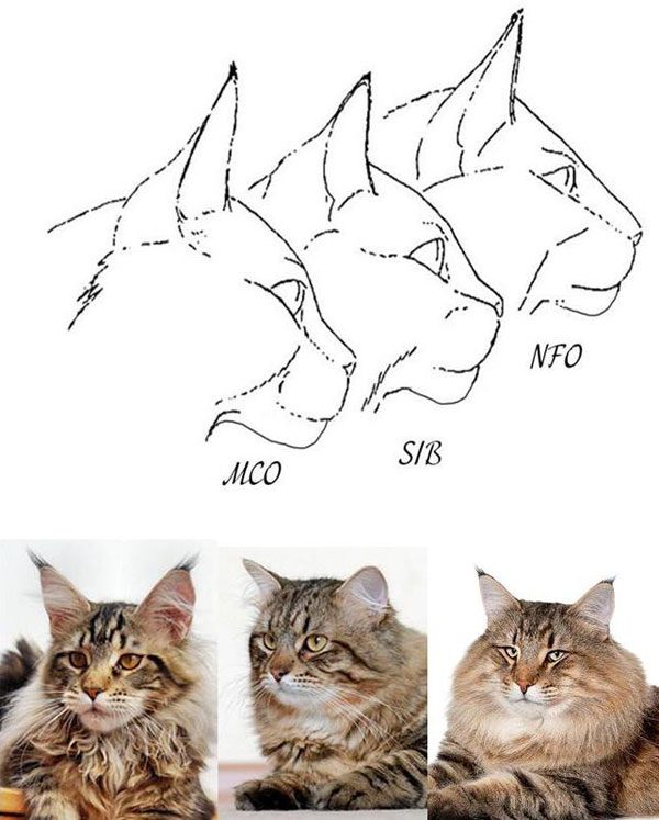 Схематичное изображение голов мейн-куна, сибирской и норвежской лесной кошек