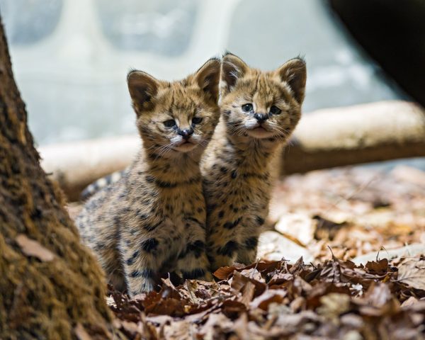 котята сервала