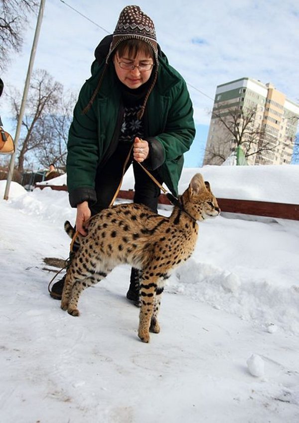 сервал на поводке