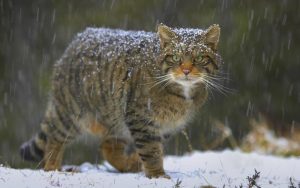 Европейский лесной кот в снегопад