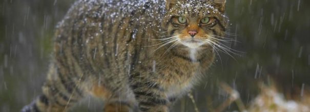 Европейский лесной кот в снегопад