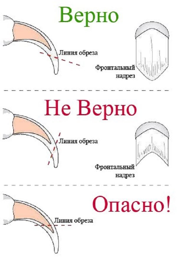 схема стрижки когтей кота