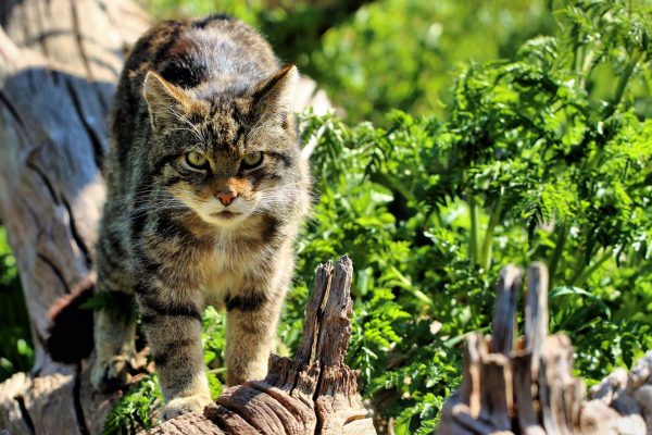 Шотландский лесной кот идёт по бревну