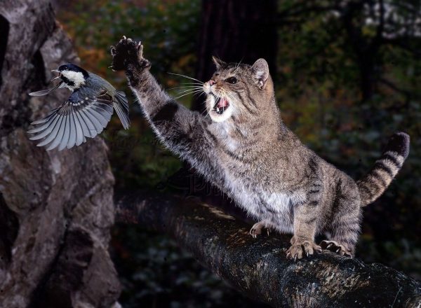 Лесной кот, сидя на дереве, ловит лапой летящую птицу