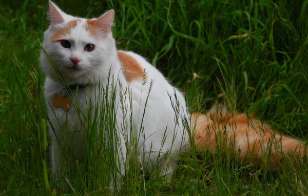 Кошка турецкий ван в траве