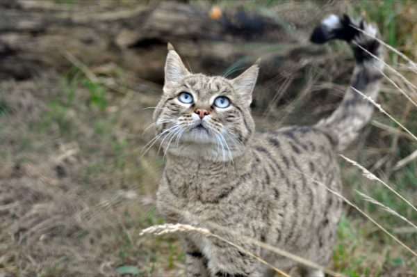 Европейский лесной кот стоит, глядя вверх