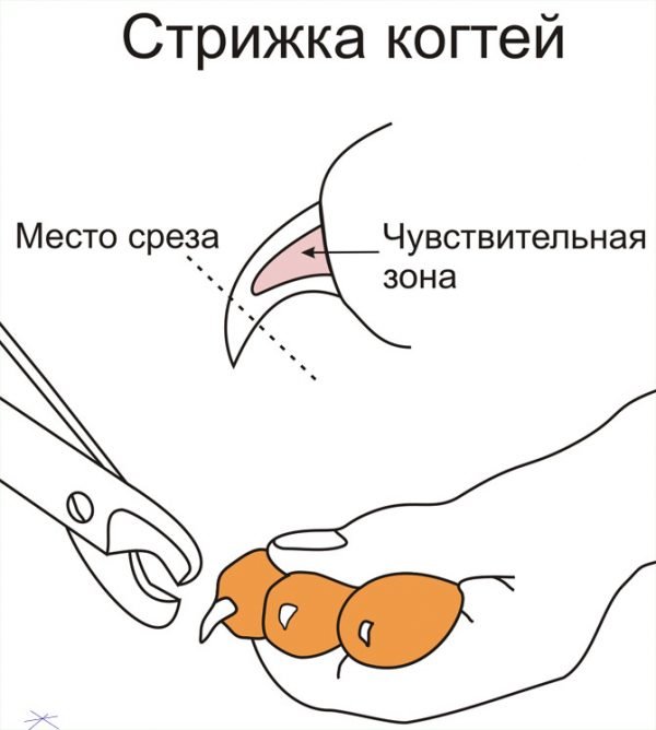 Схема стрижки когтей коту