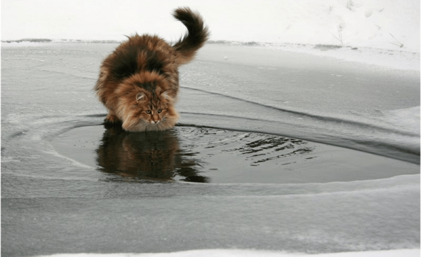 Норвежская лесная в воде