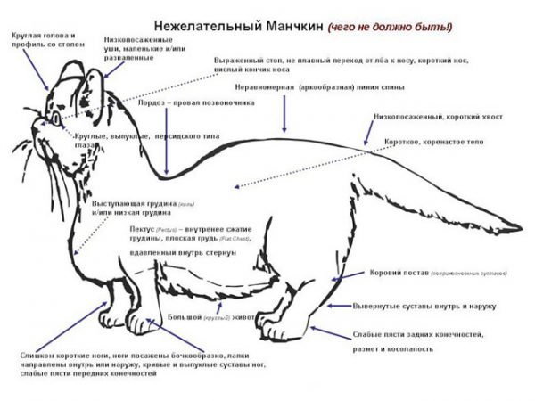 Недостатки в стандарте манчкинов