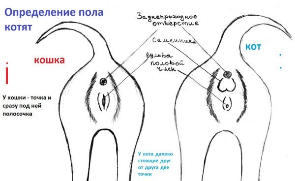 Схематичное изображение половых отличий у кошек и котов