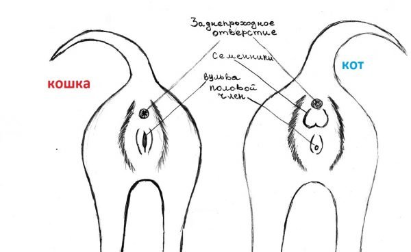 Ректальное отверстие у кошки