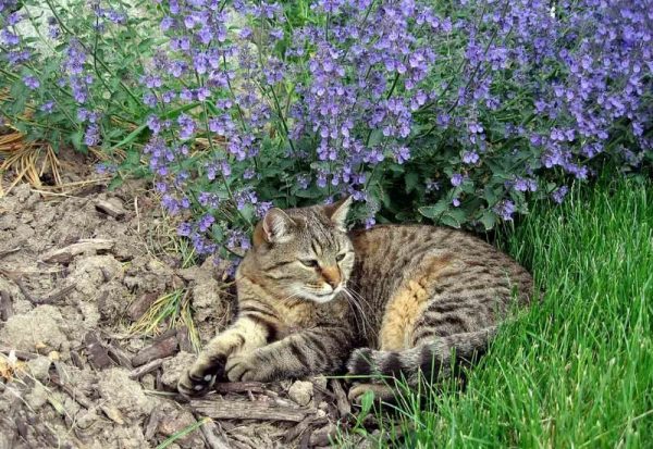 Кот в зарослях котовника