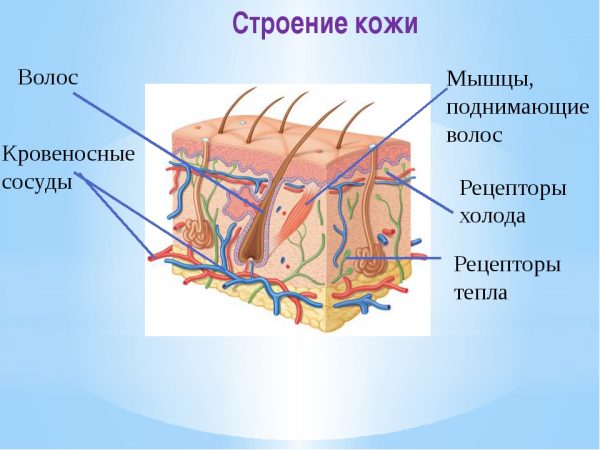 Расположение рецепторов тепла и холода в коже млекопитающих