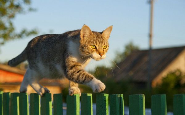 Полосатый кот идёт по дощатому зелёному забору