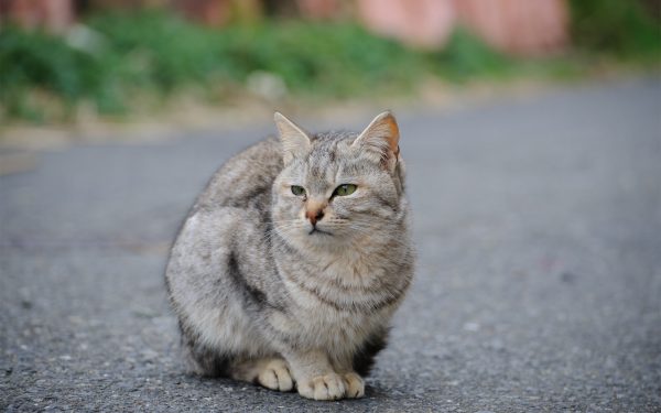 Серый уличный кот сидит на асфальте