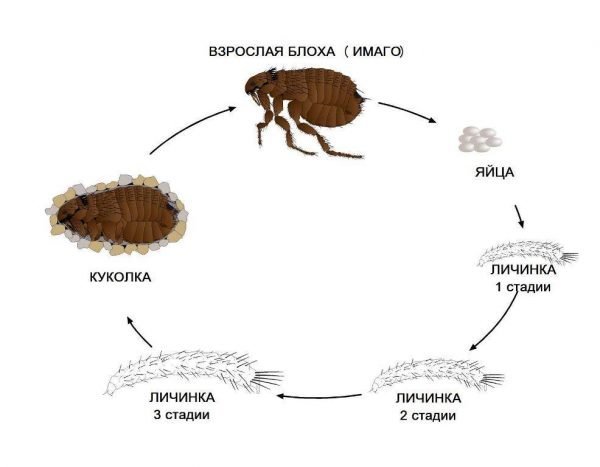 Жизненный цикл блохи