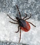 Клещ Ixodes ricinus