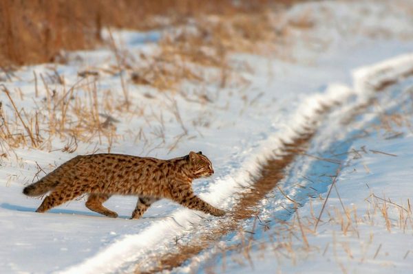 Амурский лесной кот переходит дорогу в зимнем лесу