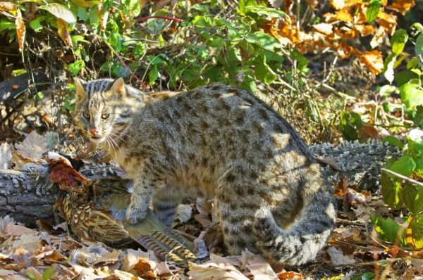 Амурский лесной кот поймал фазана