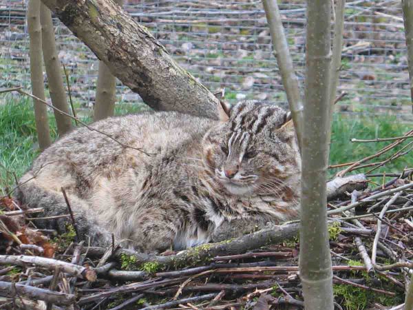 Амурский лесной кот лежит на ветках в вольере