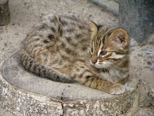 Амурский лесной котёнок лежит на спиле дерева