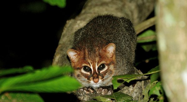 Суматранская кошка сидит на дереве в ночи