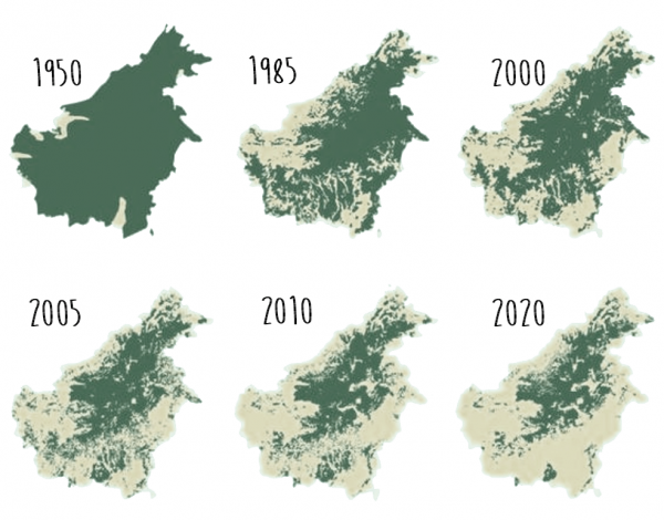 Сокращение площади лесов Калимантана