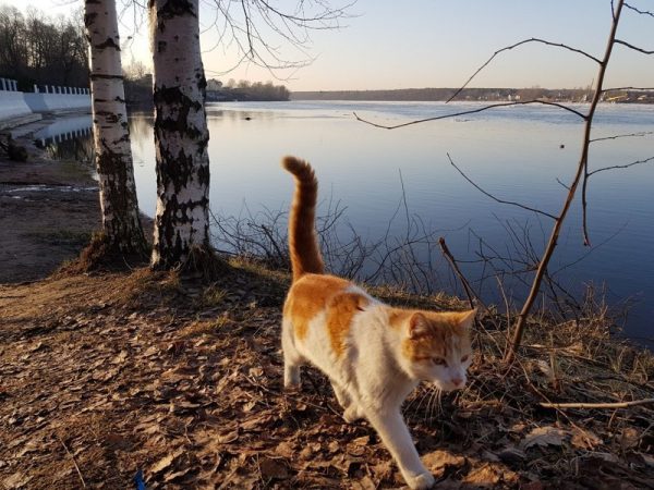 Анатолийская кошка гуляет