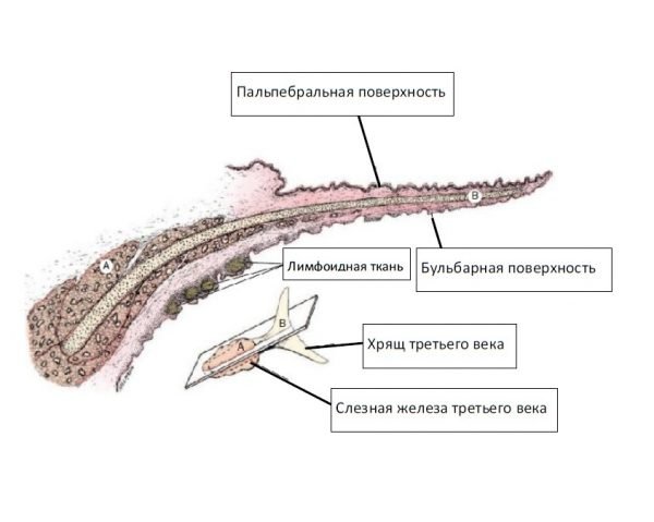 Схема строения третьего века кошки