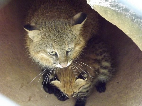 Пампасская кошка и котята