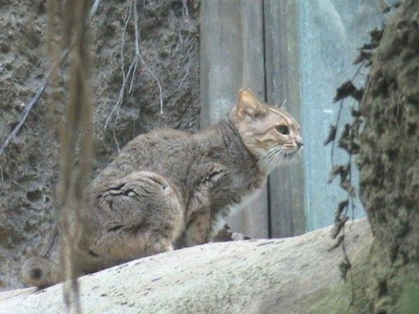 Китайская горная кошка сидит на завалинке заброшенного дома