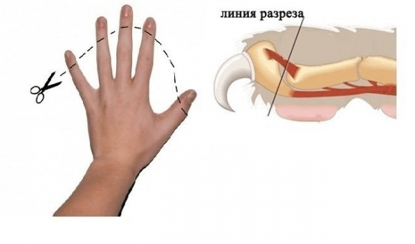 Удаление когтей у кошек