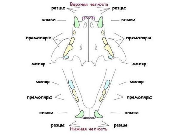 Зубная формула взрослой кошки