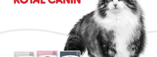 Корм Royal Canin для кошек