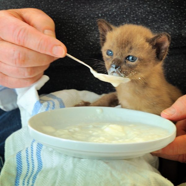 Котёнка кормят с ложки