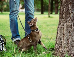 Кошка гуляет на поводке