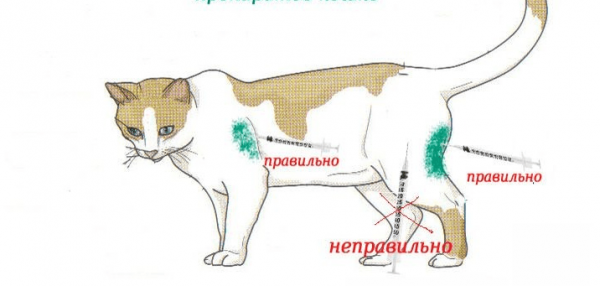 Места для внутримышечного укола