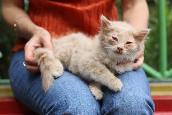 Котёнок с панлейкопенией на коленях у девушки