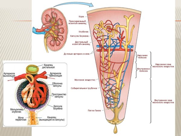 Строение нефрона