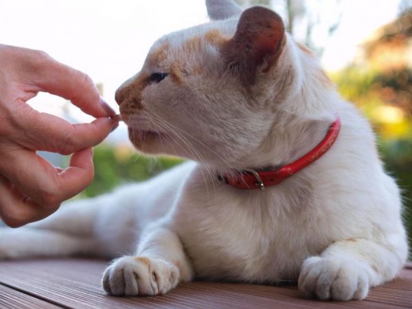 Кот нюхает таблетку