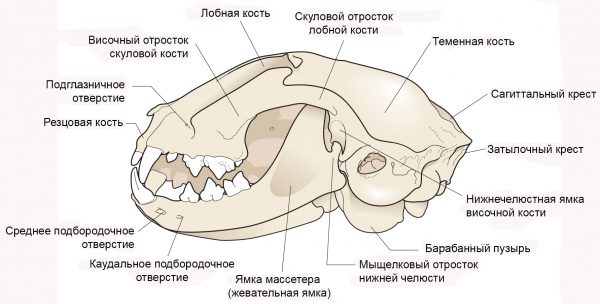 Череп кошки