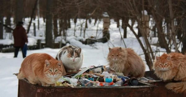 Кошки на помойке