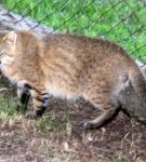 Leopardus braccatus