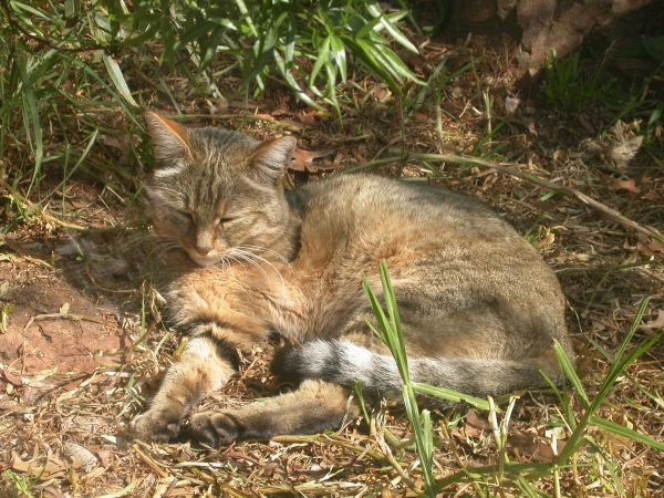 Степной кот на природе