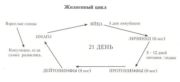 Схема жизненного цикла ушного клеща