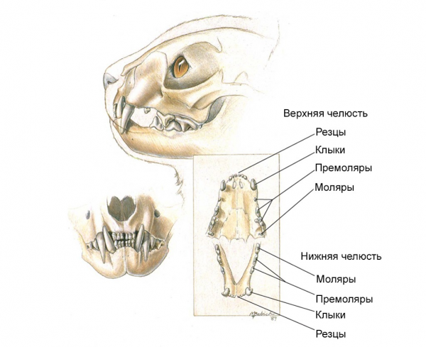 Строение челюсти кошки