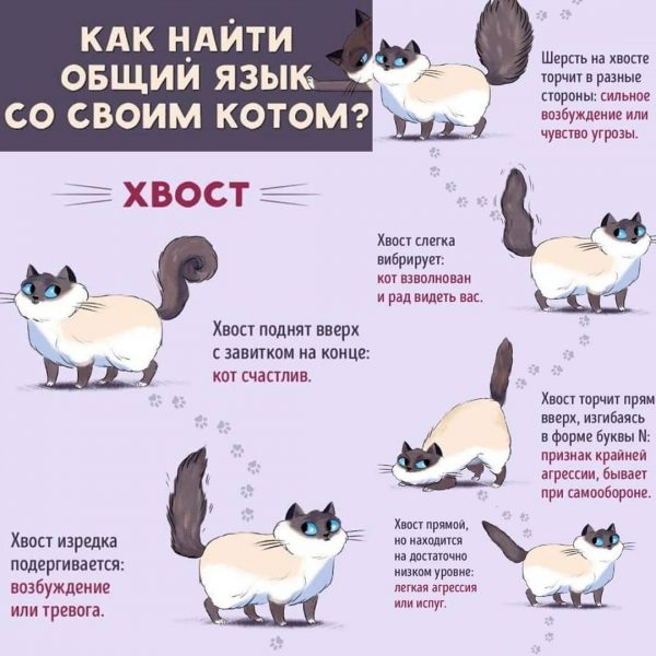 Язык кошачьего хвоста