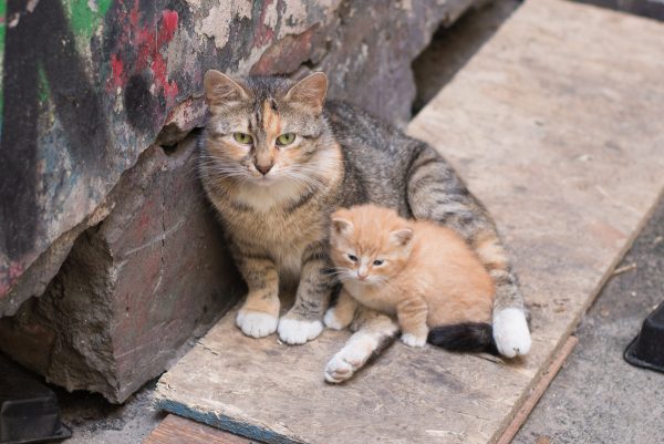 Кошка и котёнок сидят на улице